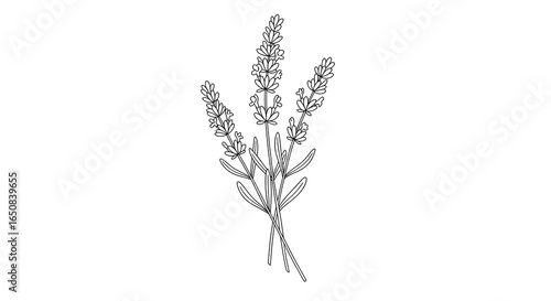 Black and white line drawing of lavender sprigs