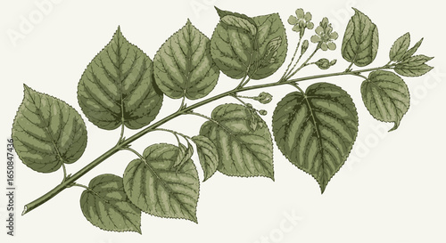 Botanical Illustration of a Linden Branch with Heart-Shaped Leaves and Delicate Flowers for Educational and Decorative Purposes