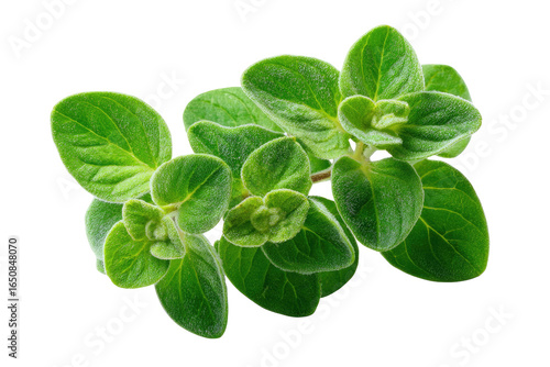 Close-up of fresh oregano leaves