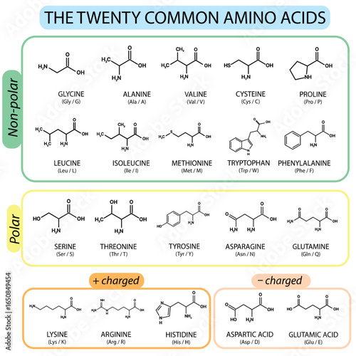 The Twenty Common Amino Acids: Nonpolar, Polar, and Charged Classification. Biochemistry and Molecular Biology, Amino Acid Structures Diagram