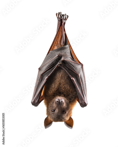 Halloween bat hanging upside down isolated on transparent background