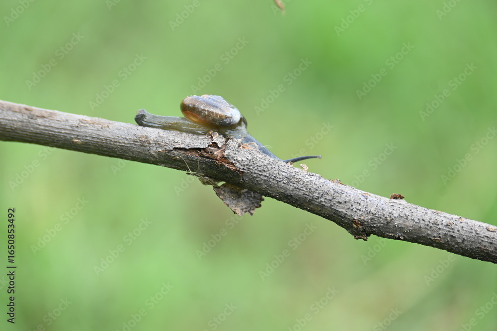 Fototapeta premium Tanychlamys indica or&nbsp;horntail snail. It is a&nbsp;species&nbsp;of air breathing&nbsp;land snail, a&nbsp;terrestrial&nbsp;pulmonate&nbsp;gastropod&nbsp;mollusk, in the family&nbsp;Ariophantidae. Land snail.