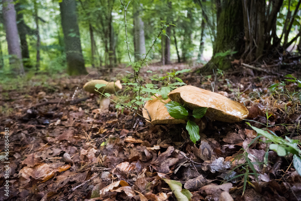 Fototapeta premium Large boletus mushrooms, mushroom picking 