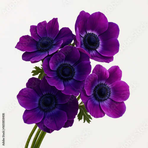 Anemone