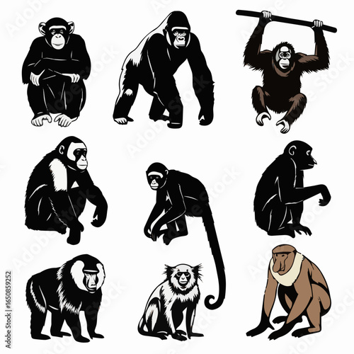 Create a kinds of deferent set of monkey silhouettes Perfect for designs about animals, nature, wildlife, primates, monkeys, apes, jungle, rainforest, conservation, and education vector art .