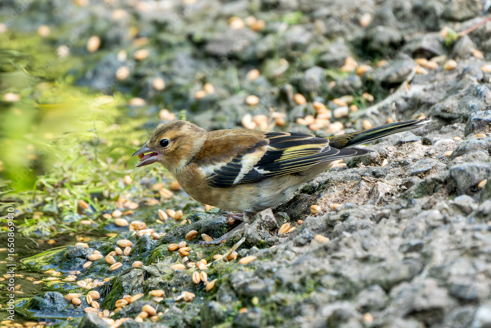Naklejka premium Chaffinch (Fringilla coelebs) bird which is a common garden songbird found in the UK and Europe, wildlife nature photography of birds close-up stock photo image