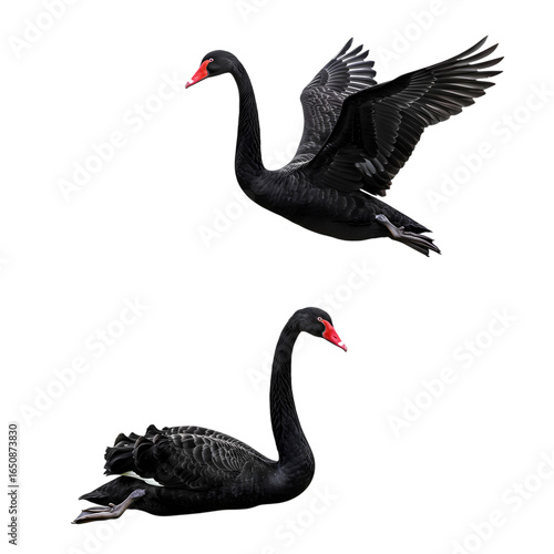 Fototapeta Naklejka Na Ścianę i Meble -  Graceful black swans soaring and gliding, elegant avian beauty, majestic creatures in flight, serene wildlife scene