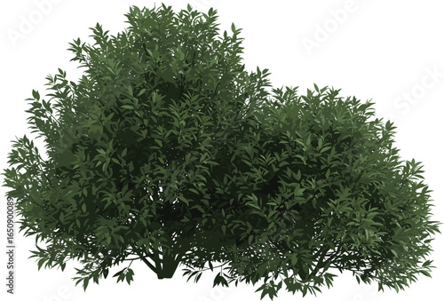 Green leafy bush with dense foliage, natural shrubbery, outdoor plant, garden greenery, healthy leaves, isolated on white background