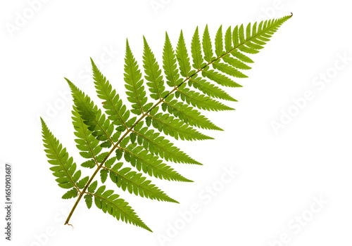 Vibrant green fern frond detailed close up macro photography isolated on transparent background