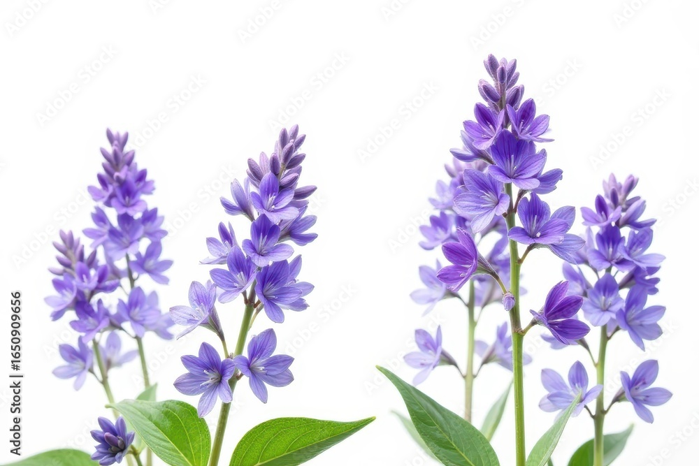 Obraz premium Delicate purple-blue clary sage flower blossoms isolated on pure white background , photography, summer, purple