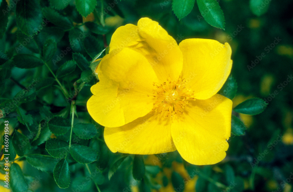 Fototapeta premium Rose 'Jaune' , rosier