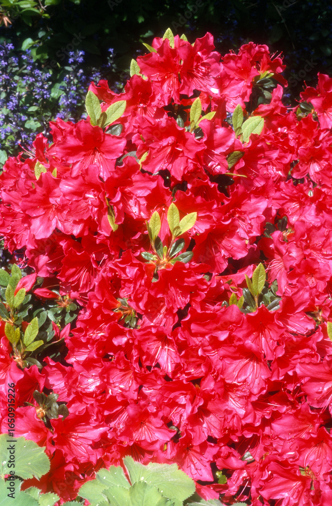 Fototapeta premium Rhododendron x 'Vuyk's Marlene'