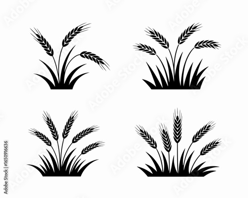 Four stylized wheat stalks growing in grass silhouette isolated on white background