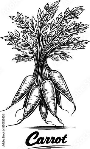 Vintage engraved illustration of carrot bunch in bold black silhouette for retro design