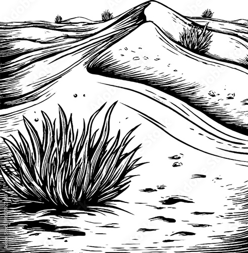 Vintage engraving of desert dunes and vegetation - hand drawn art for design