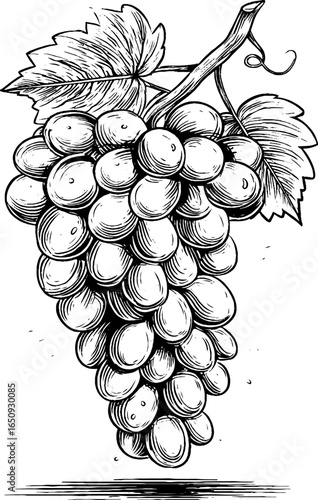 Vintage engraved grapevine sketch – retro design for wine labels and art projects