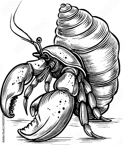 Detailed engraved illustration of a hermit crab shell in retro style