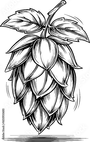 Detailed engraving of hop plant for botanical design and brewing concepts