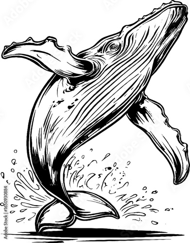 Engraved illustration of humpback whale breaching - retro marine life design for posters