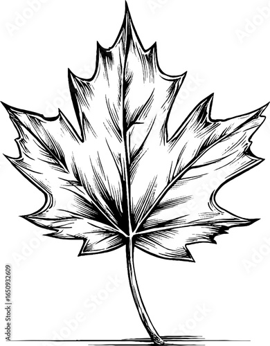 Engraved bold illustration of maple leaf silhouette for retro design