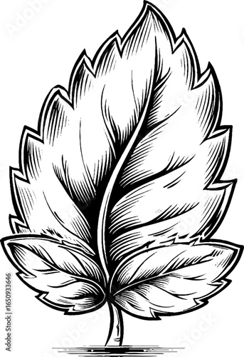 Engraved mint leaf illustration in bold black lines for botanical design