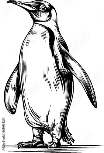 Vintage penguin silhouette engraving in black line art for retro design