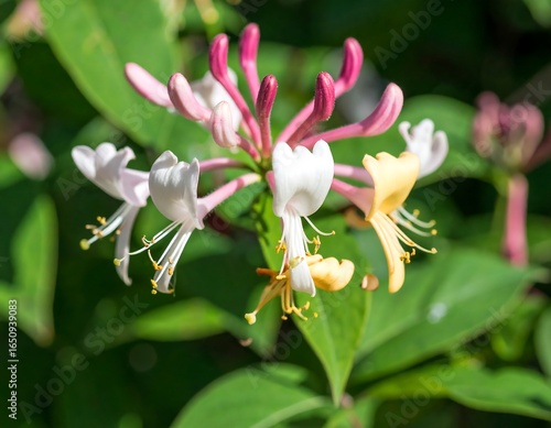 Lonicera japonica in full bloom, showcasing delicate colors and intricate details