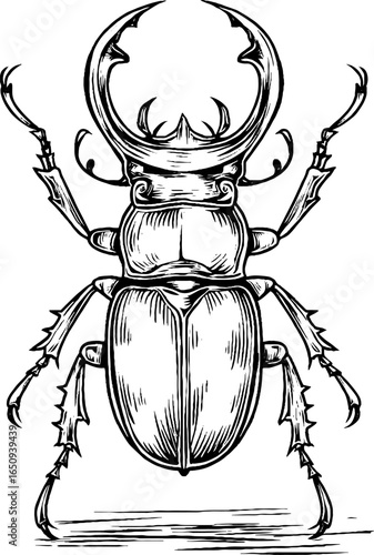 Engraved illustration of stag beetle in black, detailed nature art for print, card, poster
