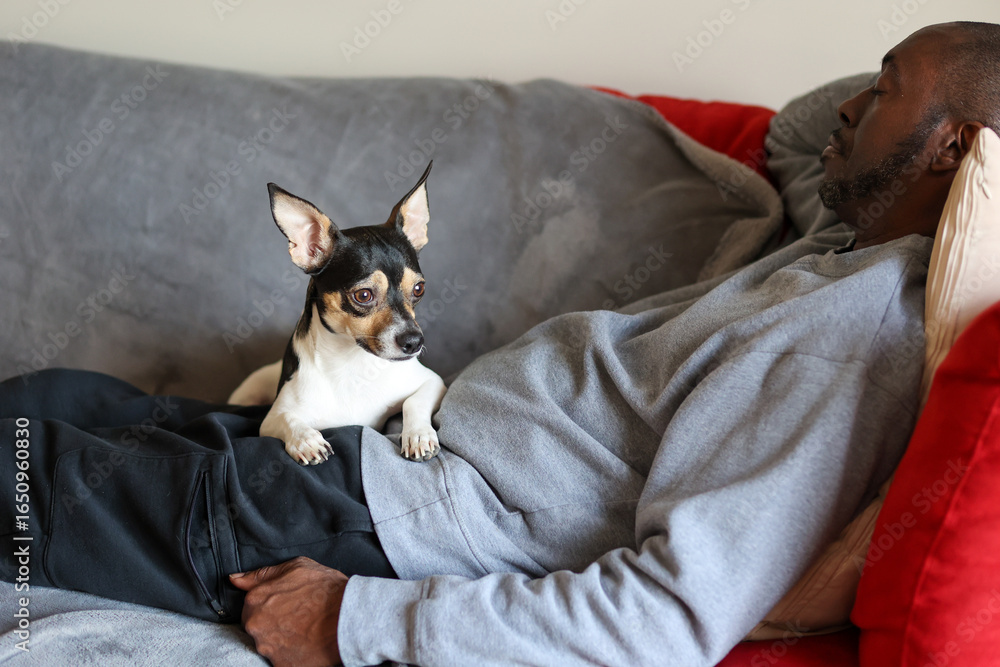 Fototapeta premium A cute puppy laying on his owner lap