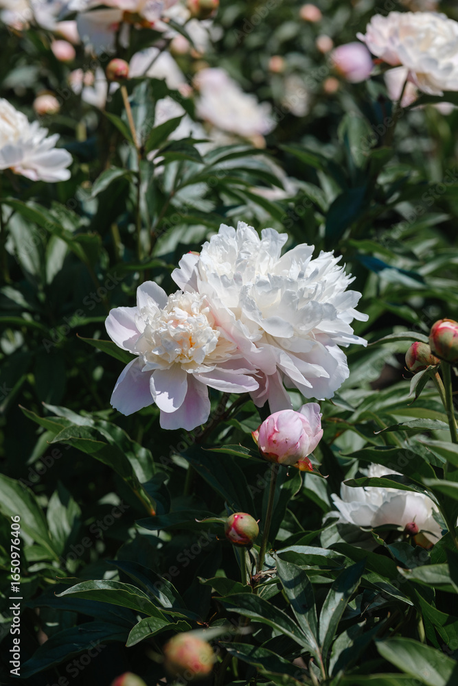 Obraz premium Beautiful peony flowers blooming in a vibrant garden during springtime