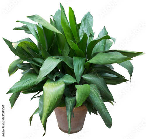 Pilistra o apidistra en maceta. Imagen aislada. Fondo transparente