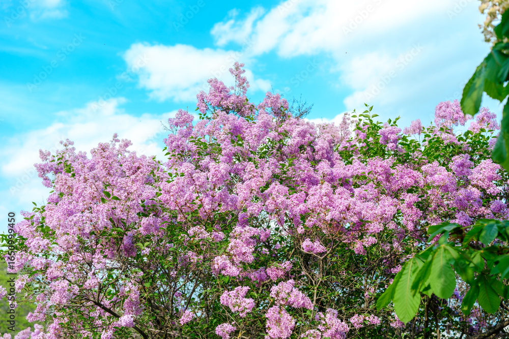 Fototapeta premium Lavender lilac blooms under bright blue sky in tranquil spring setting