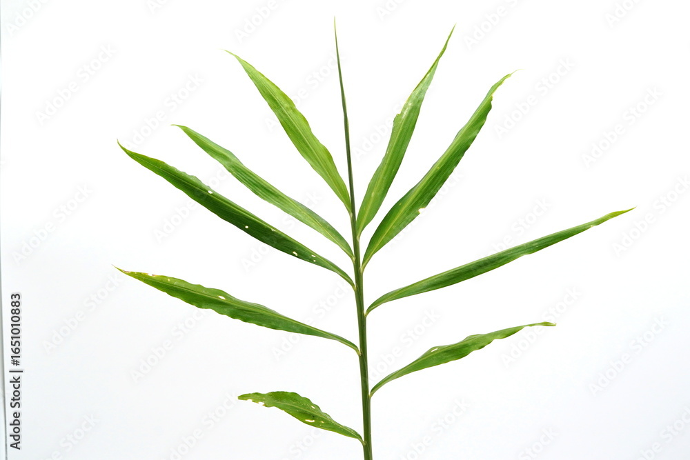 Naklejka premium Ginger is a herbaceous plant with an underground rhizome and a yellowish-brown outer skin.