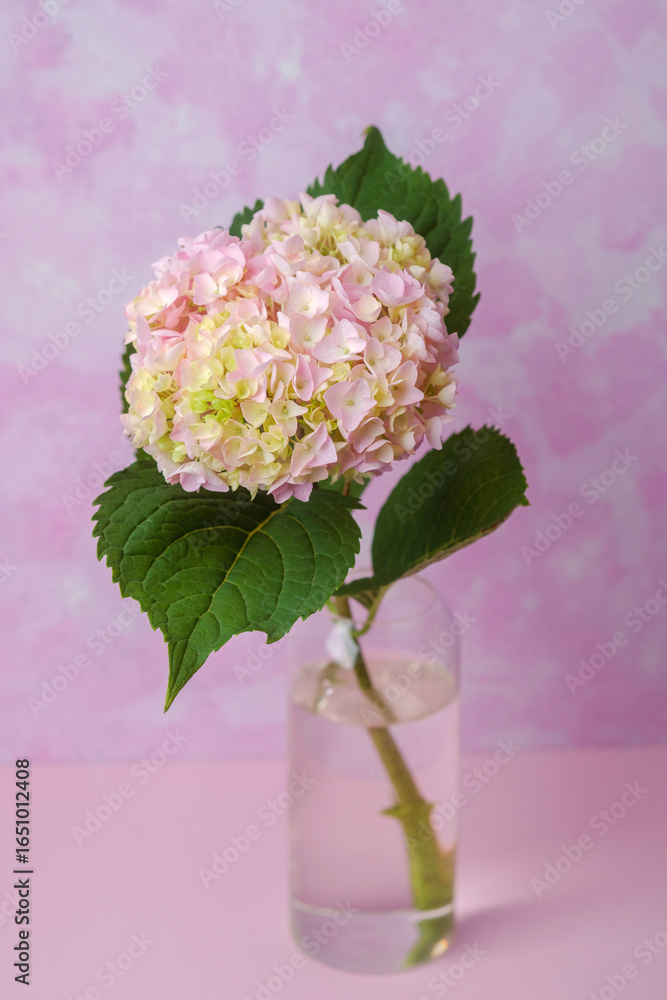 Single pink hydrangea in vase on pastel background – ideal for romantic minimal use Single pink hydrangea in vase on pastel background – ideal for romantic minimal use