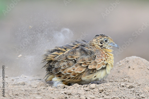 happy bird, small or common buttonquail enjoy dust bathing in evening with dirt flakes and smoke