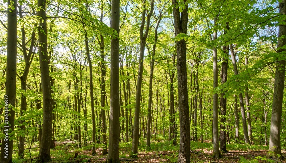 Obraz premium Lush green forest canopy