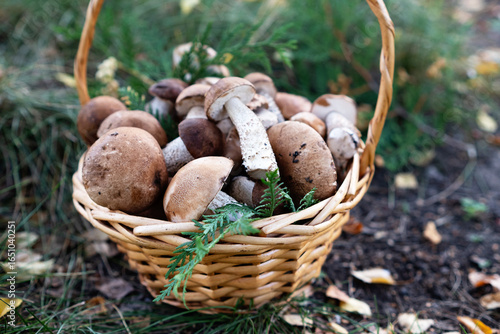 Basket with edible white mushrooms. Boletus edulis. Collect porcini in forest