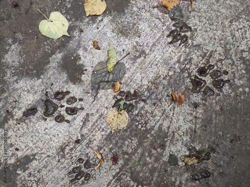 Photography Photo of a wolf's footprint
