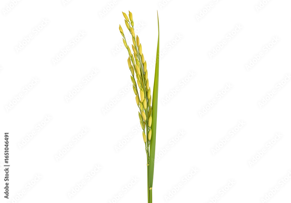 Naklejka premium Close-up of a vibrant green rice plant with mature grains on a black background