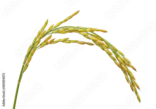 Close-up of rice grains on a black background illustrating mature crop stage for agriculture