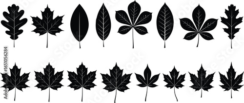 Leaf silhouette set with assorted shapes and maple designs, black vector botanical icons for nature, decoration, seasonal, and garden projects