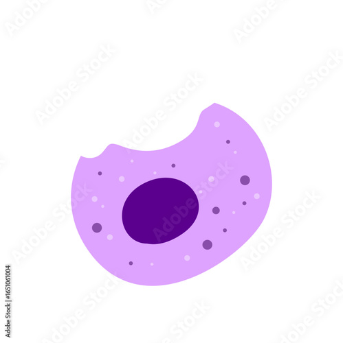 Macrophage Phagocytosing Illustration 