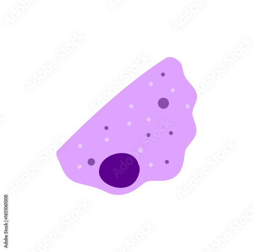 Macrophage Phagocytosing Illustration 