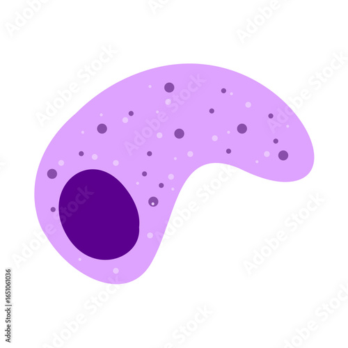 Macrophage Phagocytosing Illustration 