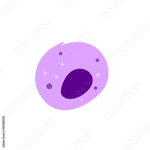 Macrophage Phagocytosing Illustration 
