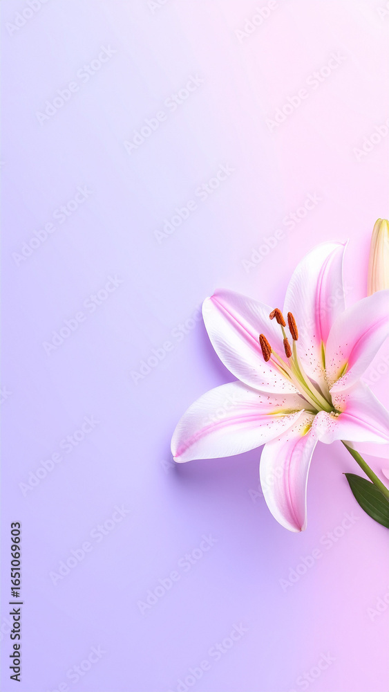 Fototapeta premium English: Pink lily flower on pastel gradient background, minimalist composition