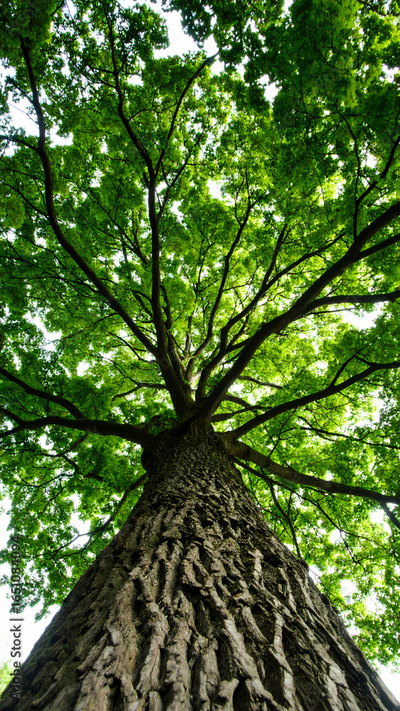 Naklejka premium Majestic tree canopy view