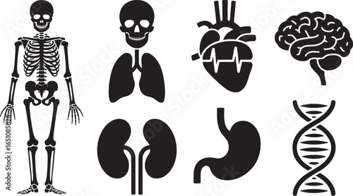 Anatomical Human Body Organs Silhouette Set Medical Science Healthcare Education Vector Design