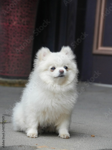 white pomeranian dog