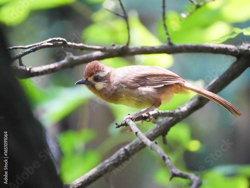 white-browed laughingthrush on the tree